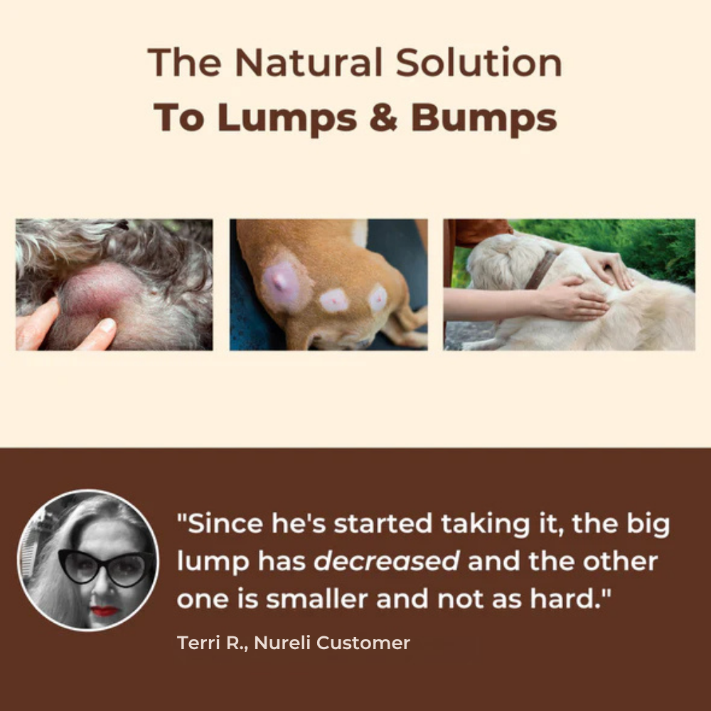 Buddy Boost: Immune Support For Dogs